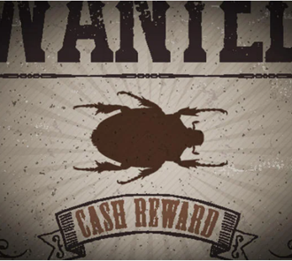 Bug Bounties